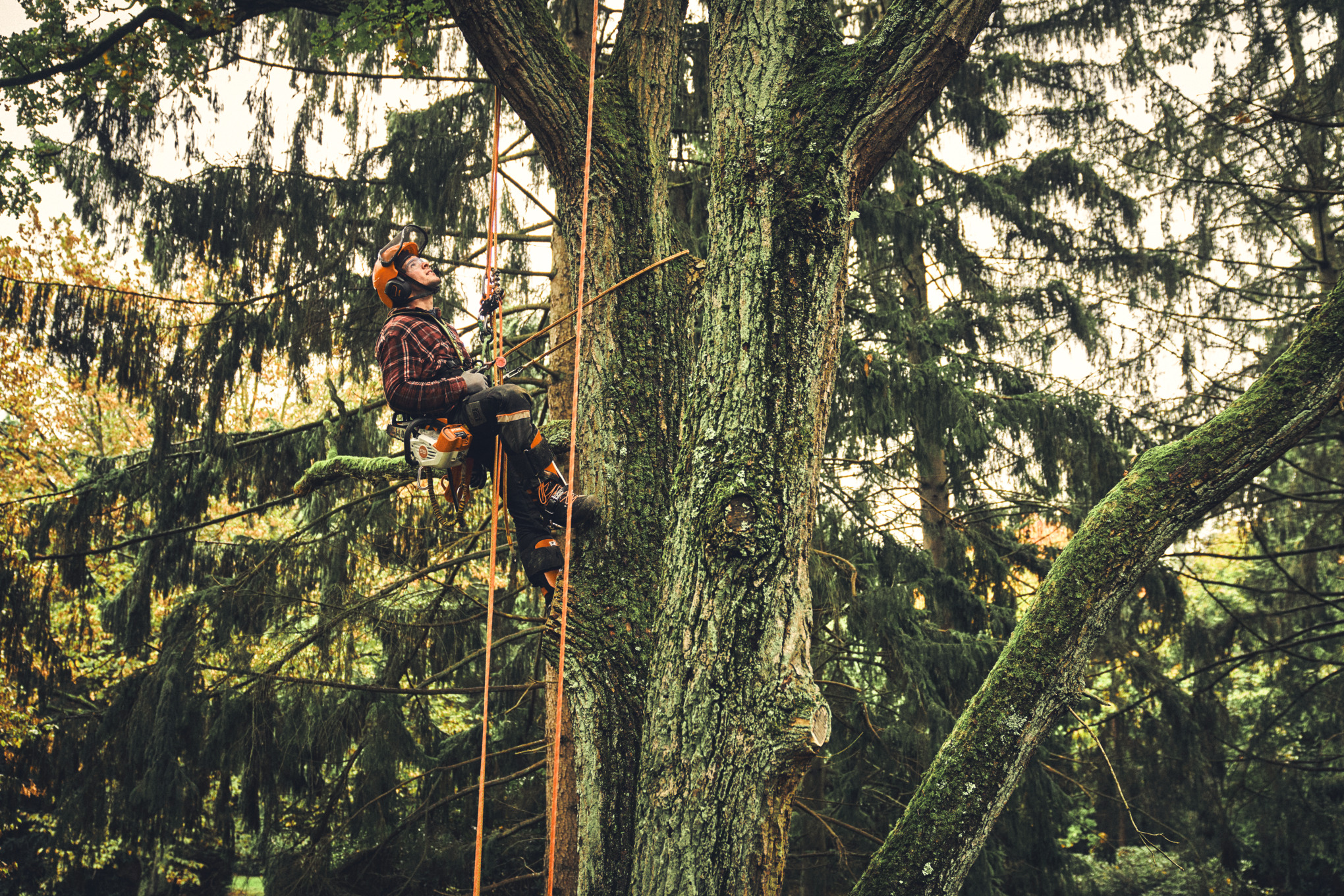 Man limbing with STIHL cordless chainsaw MSA 190 T